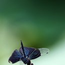 나비잠자리 이미지