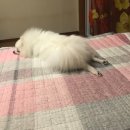 홍익궁중전통육개장(문덕) 이미지