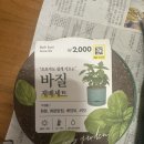 학교생각키우기 | 다이소 바질 키우기 후기｜2천원으로 초등학생 집콕놀이 성공!