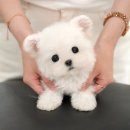 더 샵 동물메디컬센터 이미지