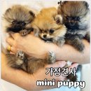 미니퍼피 이미지