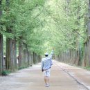 호남지하수 | 7월 전남 담양 가볼만한곳 담양 메타세콰이어길