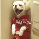 깨롱이 이미지