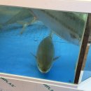 정발산참바다 | [경기 일산]밤리단길 회포장은 여기! 기름기 좔좔 흐르는 두툼한 대방어 ‘참바다’ (내돈내산)