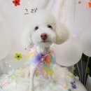 늘, 이쁘개 이미지