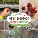 가나농장 | 용인 딸기체험 동물농장 헤븐온어스 가족나들이 왕추천