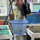 산청시장 | 통영중앙시장 회추천 산청활어에서 참돔 3만원 포장한 후기