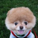 귀여운 강아지 이미지