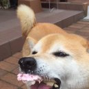 낼름