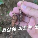 [천남성] 득 화살.독 창. 사약의 주 재료 / 봄 나물로 오인 중독사고 1순위들. 이미지