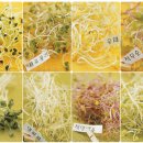 새싹마트 이미지