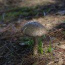 곰솔주유소 이미지