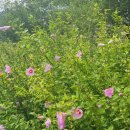 안청무궁화공원 이미지