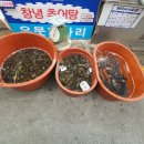 관문민물고기