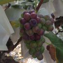 천상 농장 이미지