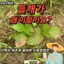 선택성 제초제 피해 단골 뉴원사이드