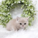 헤어도로시 | 광주 동천동고양이분양 청결함을 1원칙으로 하는 곳, 도로시펫 광주점