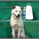 애견스케치 이미지