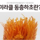 동충하초 이미지