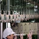 한라육계영농조합법인 연합뉴스