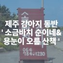제주 오름 산책 | 제주 용눈이오름 반려견 산책 후기｜진드기 주의부터 소금바치순이네 맛집까지