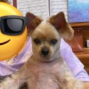 개귀여워 이미지