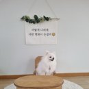 도담도담애견펜션 이미지