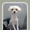 더 데일리 펫샵 이미지