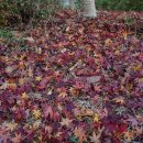 금정힐스테이트A 이미지