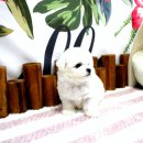 강남 요미독앤캣 강아지 분양 고양이 분양 | 노원강아지분양 경험담 요미독앤캣에서 우리 가족 찾았어요