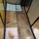 애견호텔 개인 이미지