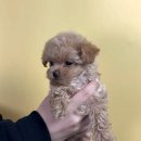 동양에너지 | 옥천강아지 말티푸 분양, 대전 동양 애견에서 시작된 특별한 인연