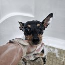 젤리펫살롱 with 아로마 이미지