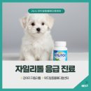 24시 위드힐동물메디컬센터 | 강아지 자일리톨 중독 의심될 때, 남양주 별내 24시 위드힐동물메디컬센터 응급 진료 플로우