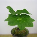 유달초등학교 이미지