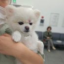 홍경태동물의료원 이미지