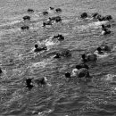 숨비소리 이미지