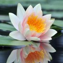 청담고양이 이미지