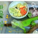 이구아나 이미지