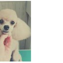 강변애견미용호텔 이미지