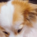우리 덴탈랩 | 반려견 장난감 강아지 간식 장난감 칼리 천연고무 스낵볼 솔직후기 반려견 콩떡이