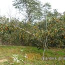 명인농장 이미지