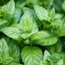 페퍼민트 이미지