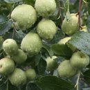 두루봉농원 이미지