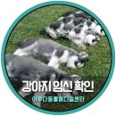 이루다동물병원