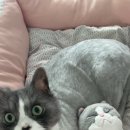 루고냥이