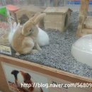 러브펫애견용품 이미지