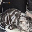 간지남미용실 | 송강 고양이 미용 ~ 대전 고양이 미용실 페르시안캣 !