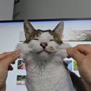 월간일기 24년 11월 / 기 빨렸나요? 네니오