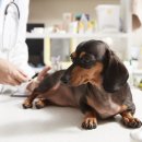 강북동물병원 이미지